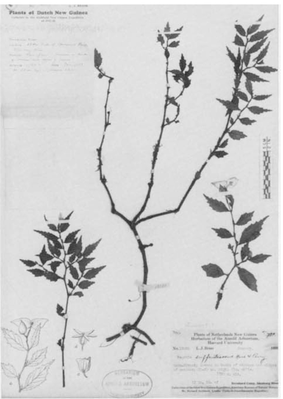 B. suffrutescens